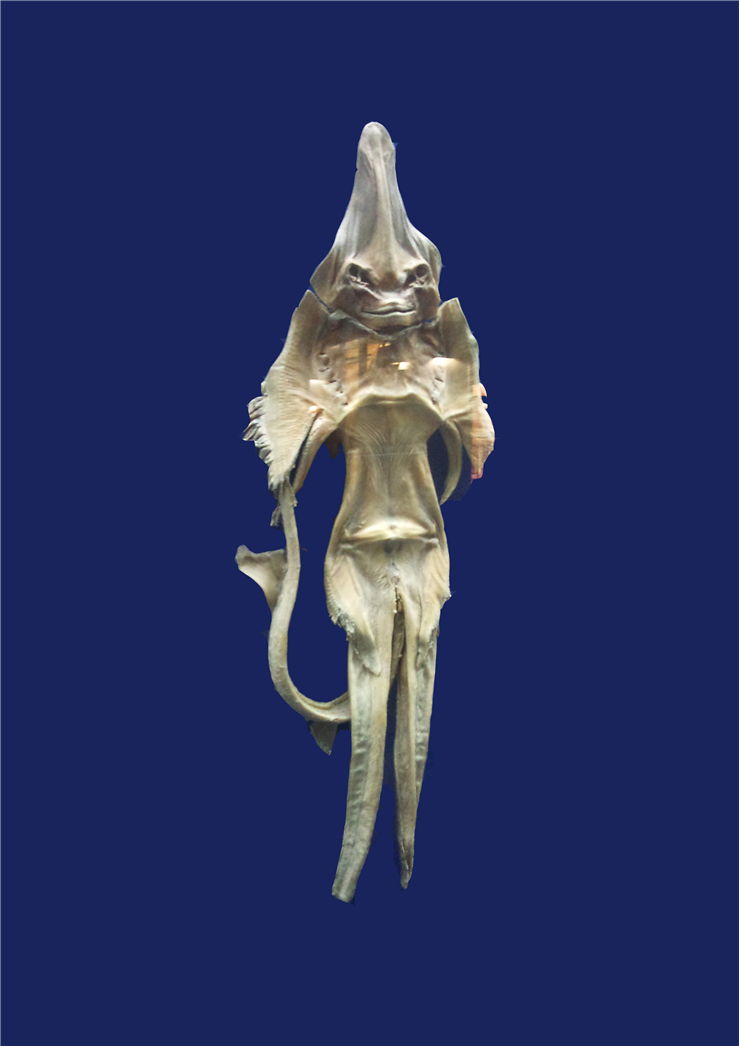 Picture Of A Dried Skate Jenny Hanive